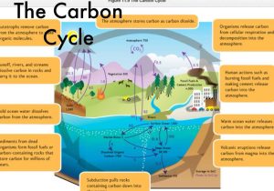 The Carbon Cycle Worksheet Answers and Scavenger Hunt by Ty Dalrymple