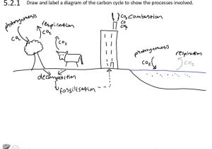 The Carbon Cycle Worksheet Answers with Sciencevideos Draw the Core