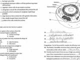 The Cell Cycle and Cancer Worksheet Along with 15 Awesome the Cell Cycle Worksheet