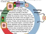 The Cell Cycle and Cancer Worksheet Along with 44 Best Cells Cancer Images On Pinterest