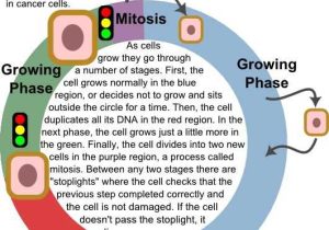 The Cell Cycle and Cancer Worksheet Along with 44 Best Cells Cancer Images On Pinterest
