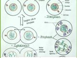 The Cell Cycle and Cancer Worksheet or the Cell Cycle Worksheet Fresh the Cell Cycle S – Wascgroup