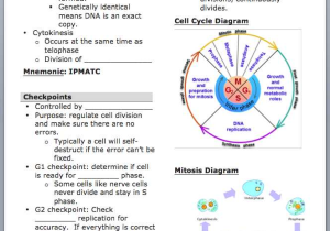 The Cell Cycle and Cancer Worksheet or Worksheets 47 New Mitosis Worksheet Full Hd Wallpaper Graphs