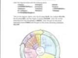 The Cell Cycle Coloring Worksheet Also Diagram the Cell Cycle Luxury Cell Cycle Coloring Worksheet Name