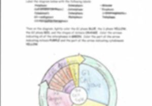 The Cell Cycle Coloring Worksheet Also Diagram the Cell Cycle Luxury Cell Cycle Coloring Worksheet Name