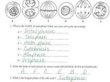 The Cell Cycle Coloring Worksheet Also Worksheets 42 Re Mendations the Cell Cycle Worksheet Hi Res