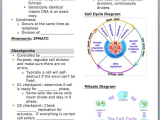 The Cell Cycle Coloring Worksheet Also Worksheets 47 New Mitosis Worksheet Full Hd Wallpaper Graphs