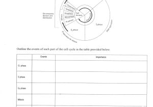 The Cell Cycle Coloring Worksheet Answers and the Cell Cycle Coloring Worksheet Answer Key Breadandhearth