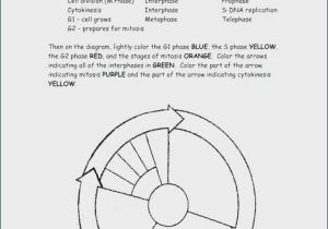 The Cell Cycle Coloring Worksheet as Well as the Cell Cycle Coloring Worksheet