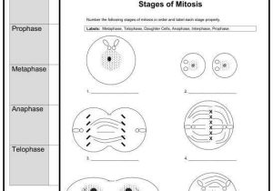 The Cell Cycle Coloring Worksheet or New Downloads 2 Cell organelle Quizzes & 2 Mitosis Worksheets