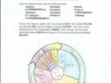 The Cell Cycle Coloring Worksheet Questions Answers as Well as Cell Cycle Coloring Worksheet Name Date Period the Cell Cycle