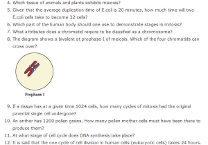 The Cell Cycle Coloring Worksheet Questions Answers with Important Questions for Class 11 Biology Chapter 10 Cell Cycle and