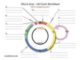 The Cell Cycle Coloring Worksheet with Cell Division Worksheets Animal Cell Cycle Best Biologie
