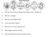 The Cell Cycle Coloring Worksheet with Worksheets 47 New Mitosis Worksheet Full Hd Wallpaper Graphs