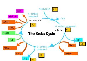 The Cell Cycle Worksheet Along with the Krebs Hautehru