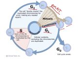 The Cell Cycle Worksheet and Cell Cycle Science Biology Showme