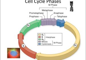 The Cell Cycle Worksheet and Evolution and the Foundations Of Biology Cells and Genetics