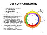 The Cell Cycle Worksheet and Free Worksheets Ampquot Protein Synthesis Worksheet Free Math Wo