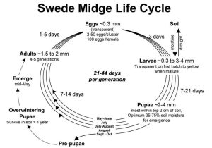 The Cell Cycle Worksheet as Well as Home Country Folks Grower