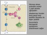The Cell Cycle Worksheet or Vezikl to Pin On Pinterest