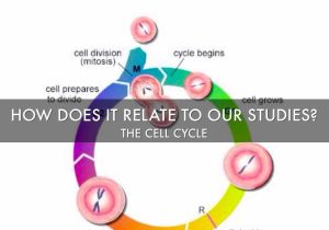 The Cell Cycle Worksheet together with Cancer by Natalie Alfaro