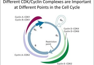 The Cell Cycle Worksheet together with Evolution and the Foundations Of Biology Cells and Genetics