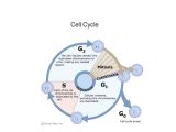 The Cell Cycle Worksheet with Cell Cycle Science Humanbody Biology Showme