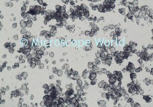 The Compound Light Microscope Worksheet and Microscope World Blog Gypsum Under the Microscope