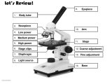 The Compound Light Microscope Worksheet with Difference Between Light Microscope and Electron Microscope
