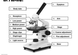 The Compound Light Microscope Worksheet with Difference Between Light Microscope and Electron Microscope