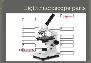 The Compound Light Microscope Worksheet with Light Microscopy Clipart Microscope Slide Pencil and In Co