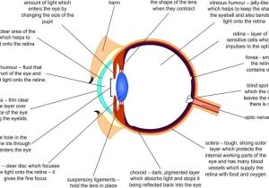 The Eye and Vision Anatomy Worksheet Answers Along with Groß Retina Eye Anatomy Ideen Menschliche Anatomie Bilder