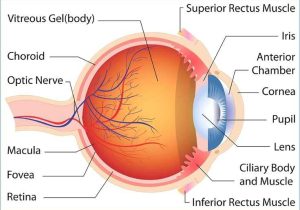 The Eye and Vision Anatomy Worksheet Answers Along with Human Eye Anatomy and Physiology