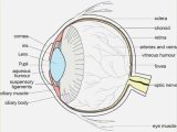 The Eye and Vision Anatomy Worksheet Answers Also Fein Anatomy the Human Eye Quiz Bilder Menschliche Anatomie
