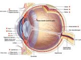 The Eye and Vision Anatomy Worksheet Answers Also Want to Know More About Ocular Anatomy Learn About Key Features Of