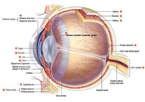 The Eye and Vision Anatomy Worksheet Answers Also Want to Know More About Ocular Anatomy Learn About Key Features Of