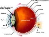 The Eye and Vision Anatomy Worksheet Answers and Anatomy the Eye Eye Physicians Of Lakewood David R Benson Md
