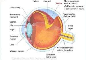 The Eye and Vision Anatomy Worksheet Answers as Well as Groß Retina Eye Anatomy Ideen Menschliche Anatomie Bilder