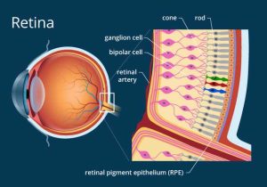 The Eye and Vision Anatomy Worksheet Answers as Well as Retina Definition and Detailed Illustration