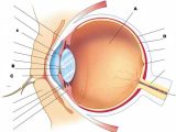 The Eye and Vision Anatomy Worksheet Answers or Ausgezeichnet Anatomy and Physiology Human Eye Bilder