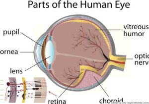 The Eye and Vision Anatomy Worksheet Answers or Groß Retina Eye Anatomy Ideen Menschliche Anatomie Bilder