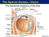 The Eye and Vision Anatomy Worksheet Answers or Schön Anatomy and Physiology the Human Eye Ideen Menschliche