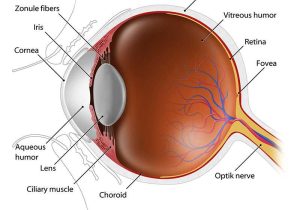The Eye and Vision Anatomy Worksheet Answers or Schön Vision Anatomy and Physiology Fotos Menschliche Anatomie