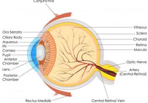 The Eye and Vision Anatomy Worksheet Answers together with Detached Retina Symptoms Causes Surgery and Treatment