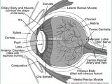 The Eye and Vision Anatomy Worksheet Answers together with Human Eye Anatomy and Physiology