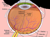 The Eye and Vision Anatomy Worksheet Answers with Anatomy Of the Eye Kellogg Eye Center
