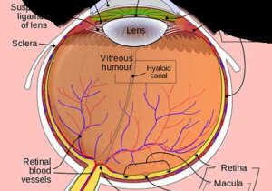 The Eye and Vision Anatomy Worksheet Answers with Anatomy Of the Eye Kellogg Eye Center