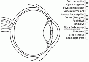 The Eye and Vision Anatomy Worksheet Answers with Ausgezeichnet Anatomy and Physiology Human Eye Bilder