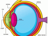 The Eye and Vision Anatomy Worksheet Answers with Eye Anatomy and Experiments Eye Unit Pinterest