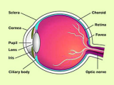 The Eye and Vision Anatomy Worksheet Answers with Structure Eye External and Internal Structure Of the Eyes